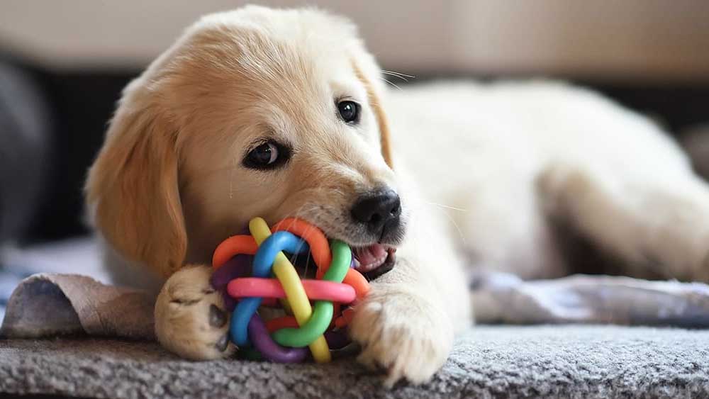 Sempre più al centro della nostra vita, fido conquista il cuore prima di tutti
